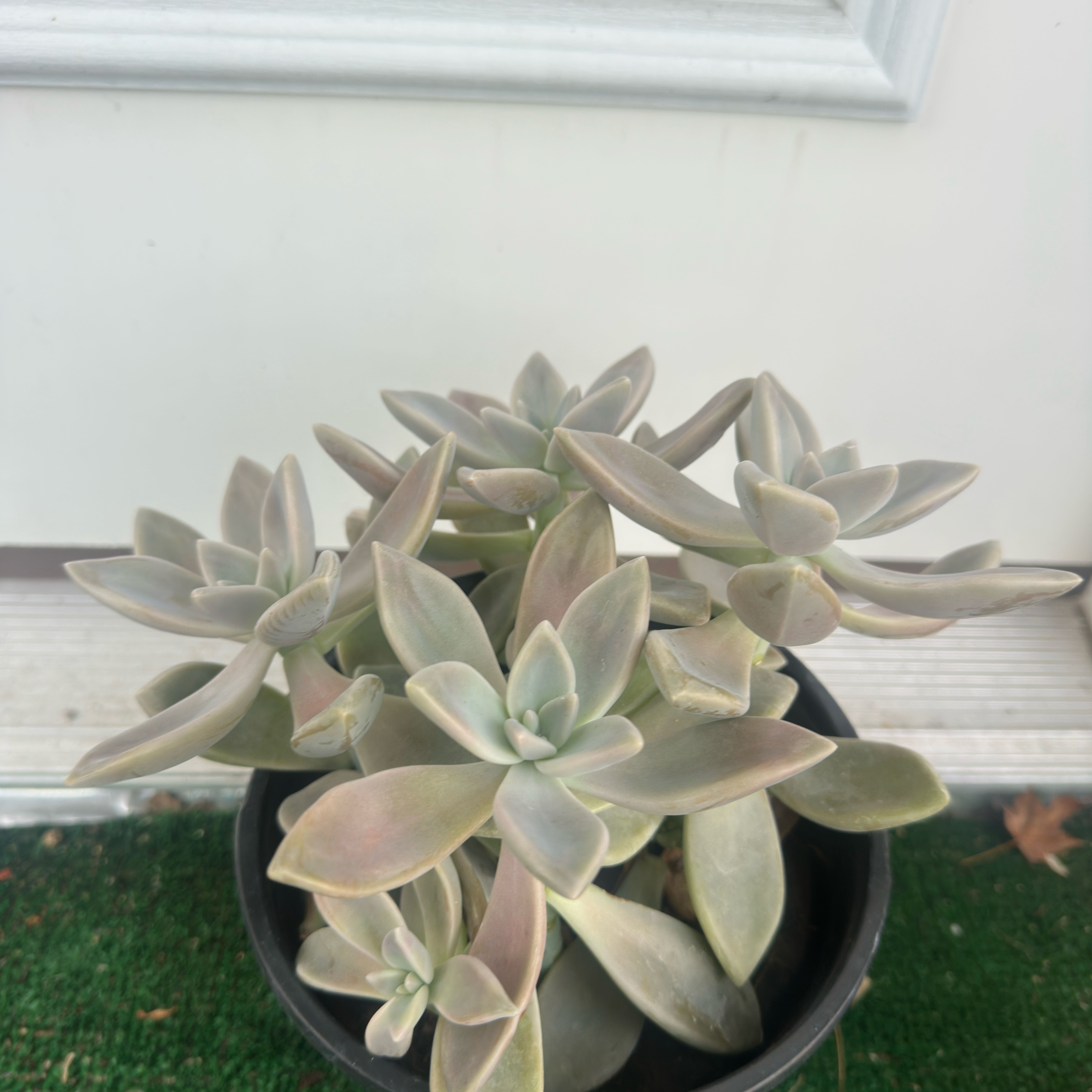 Photo of the plant species Peach by @LucentWarnockia named Lola on Greg, the plant care app