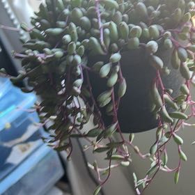 Photo of the plant species ruby necklace by @YardCorn14 named Athena on Greg, the plant care app