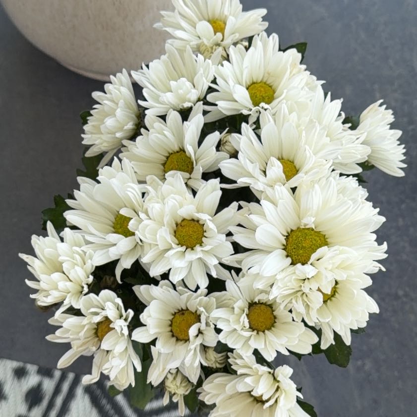 Photo of the plant species Chrysanthemum by @tara.the.fierce named Krys on Greg, the plant care app