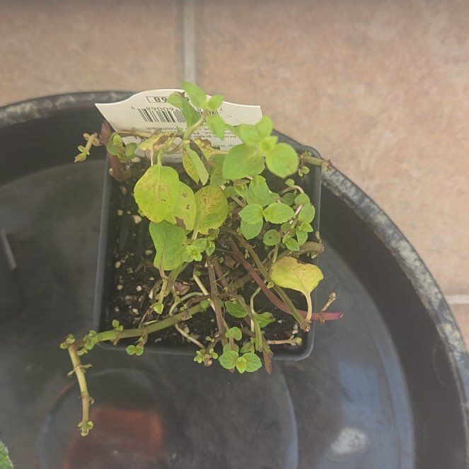 Photo of the plant species Pepper Elder by @FireballOrpine named Daphne on Greg, the plant care app