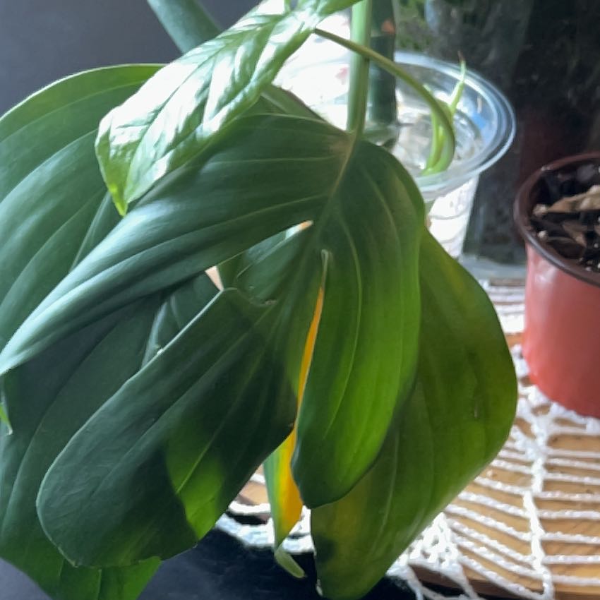 Photo of the plant species Dragon Tail Plant by @MarvelBeech16 named Curie on Greg, the plant care app