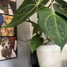 Photo of the plant species Anthurium crystallinum magnificum by @MarvelBeech16 named Fernie Mercury on Greg, the plant care app