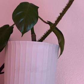 Photo of the plant species Hairy Philodendron by @Brownsuga named Zeus on Greg, the plant care app
