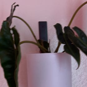 Photo of the plant species Philodendron billietiae by @Brownsuga named Apollo on Greg, the plant care app