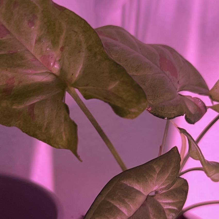 Photo of the plant species Syngonium Confetti Tricolor by @Brownsuga named Clooney on Greg, the plant care app