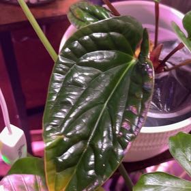 Photo of the plant species Anthurium Luxurians by @Brownsuga named Willow on Greg, the plant care app