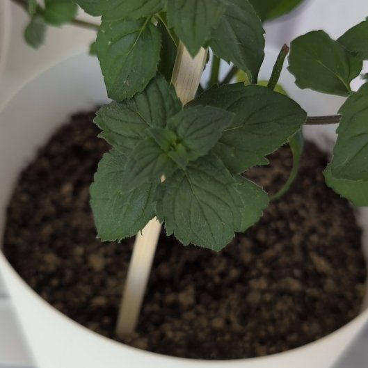 Photo of the plant species Watermint by @RightfulDodder named Aristotle on Greg, the plant care app