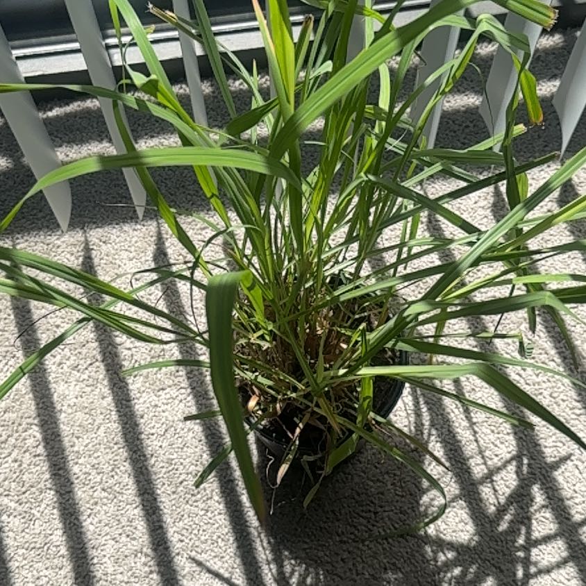 Photo of the plant species Cymbopogon Citratus by @BusyApple36 named Zesty on Greg, the plant care app