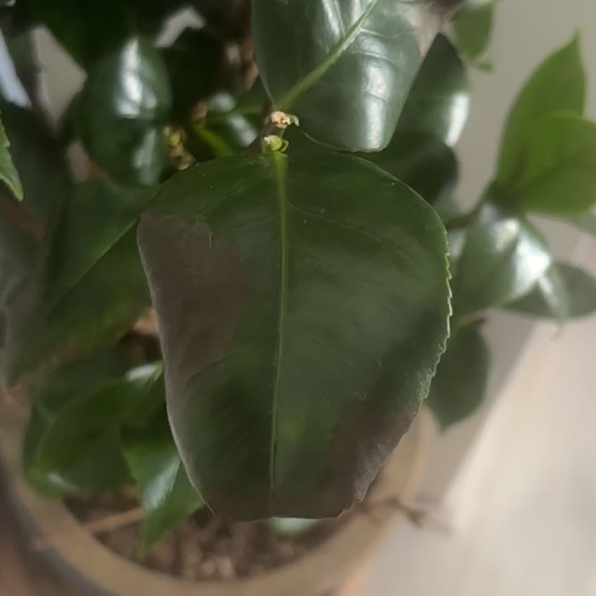 Photo of the plant species Camellia by @WarmBonnydoon10 named Sonora on Greg, the plant care app