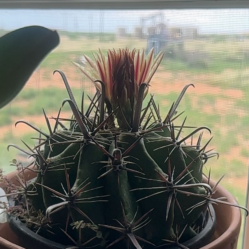 Photo of the plant species Barrel Cactus by @StrongErophaca9 named Clooney on Greg, the plant care app