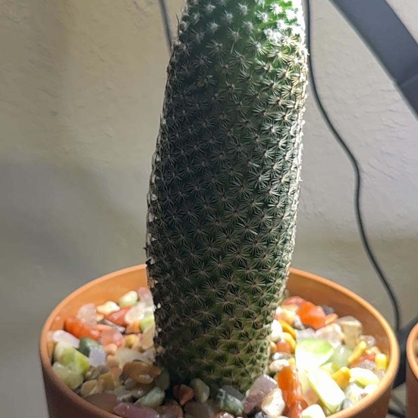 Photo of the plant species Coryphantha erecta by @AwesomeBonsai97 named Cleopatra on Greg, the plant care app