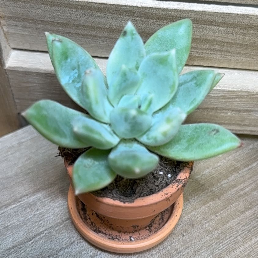 Photo of the plant species Graptoveria 'Opalina' by @AwesomeBonsai97 named Office - Diana on Greg, the plant care app