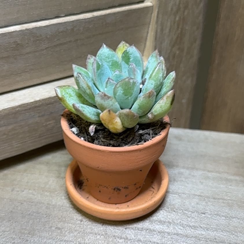 Photo of the plant species Graptoveria 'Opalina' by @AwesomeBonsai97 named Office - Tree Diddy on Greg, the plant care app