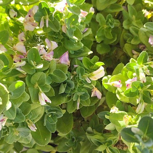 Photo of the plant species Sweet Pea Bush by @DiligentYuzu named Gomez on Greg, the plant care app