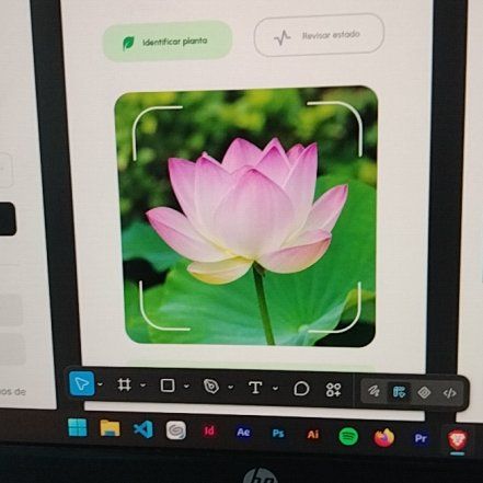 Photo of the plant species Sacred Lotus by @StableCashew60 named Marley on Greg, the plant care app