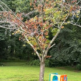 Photo of the plant species Japanese Flowering Cherry by @GlowingBonsi84 named Khaleesi on Greg, the plant care app