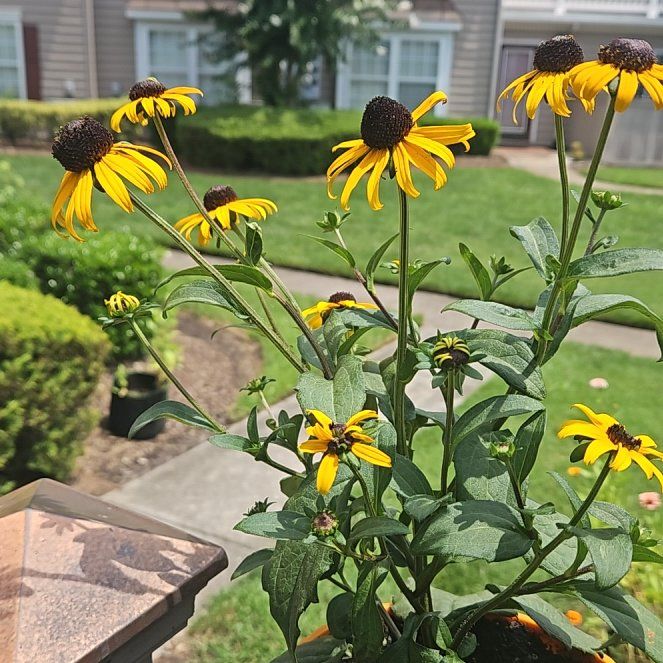 Photo of the plant species Blackeyed Susan by @SunnyOkra31 named Plato on Greg, the plant care app