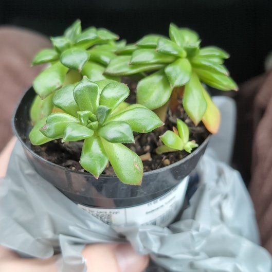 Photo of the plant species Sedeveria 'Letizia' by @EarlyKiekie10 named Rodney on Greg, the plant care app