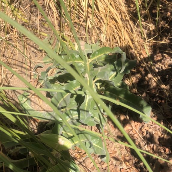 Photo of the plant species Yellow Horned Poppy by @SpotonPetunia90 named Tupot amaroot on Greg, the plant care app