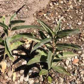 Photo of the plant species Fremont's Evening Primrose by @SpotonPetunia90 named Bodhi on Greg, the plant care app
