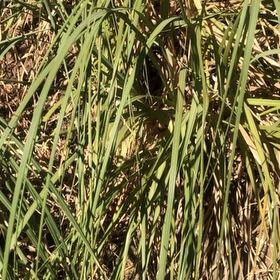Photo of the plant species Pampas Grass by @SpotonPetunia90 named Peter Parker on Greg, the plant care app