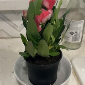 Photo of the plant species Garden Tulip by @SirNeem87 named Homer on Greg, the plant care app