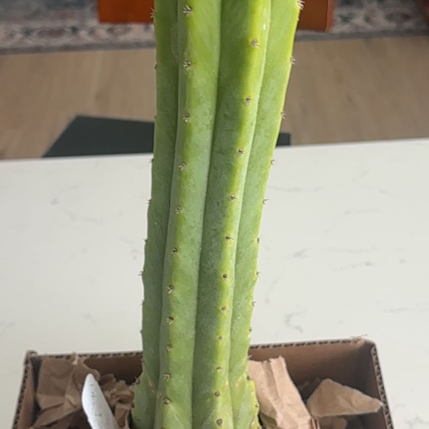 Photo of the plant species San Pedro Cactus by @LovableBuroak66 named Auggie on Greg, the plant care app