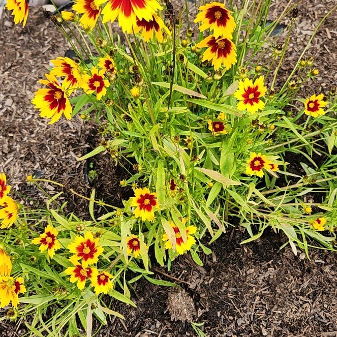 Photo of the plant species Atkinson's Tickseed by @GreatKanna14 named Diana on Greg, the plant care app