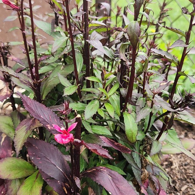 Photo of the plant species Cardinal Flower by @GreatKanna14 named Demi on Greg, the plant care app