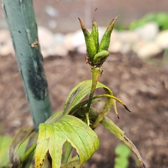 Photo of the plant species Candle Larkspur by @GreatKanna14 named Darwin on Greg, the plant care app