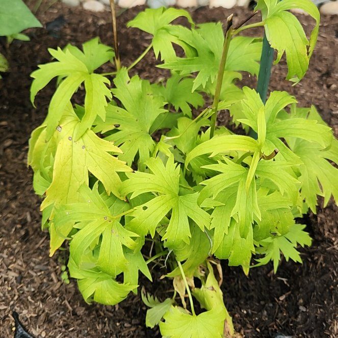 Photo of the plant species Candle Larkspur by @GreatKanna14 named Sproutacus on Greg, the plant care app