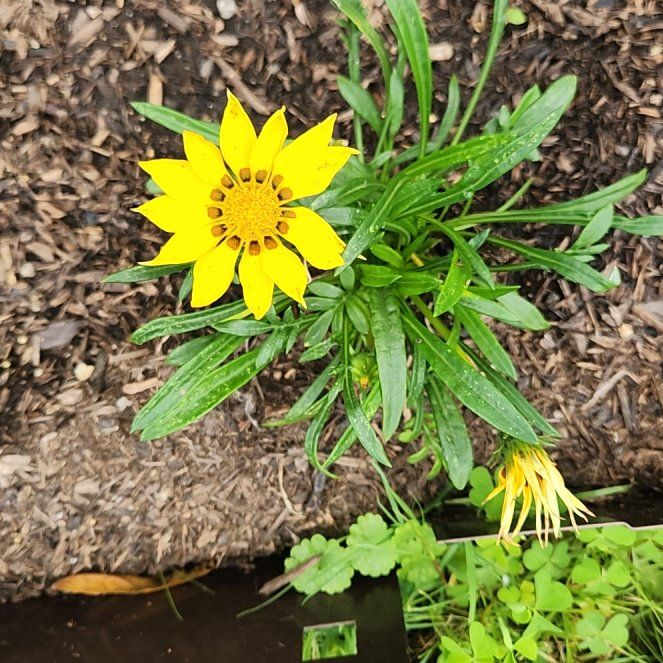 Photo of the plant species Treasureflower by @GreatKanna14 named Aristotle on Greg, the plant care app