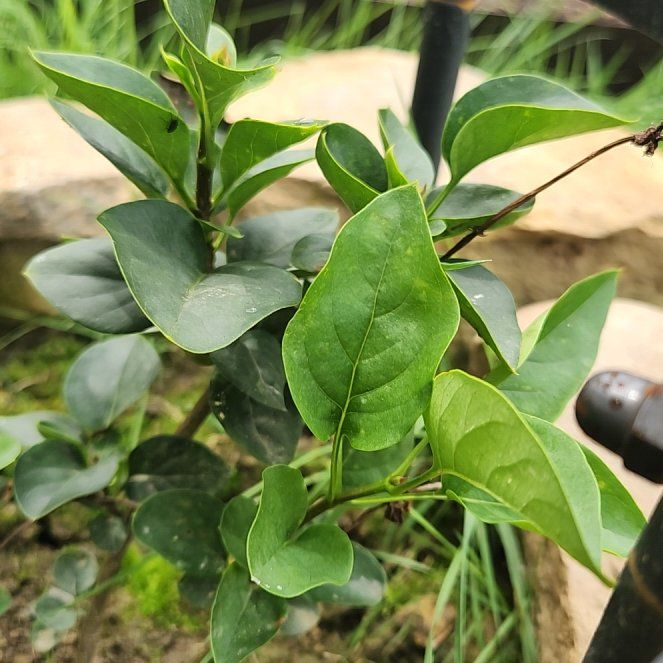 Photo of the plant species Lilac by @GreatKanna14 named Stella on Greg, the plant care app