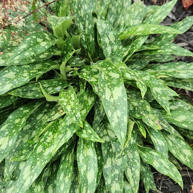 Photo of the plant species Narrow-Leaf Lungwort by @GreatKanna14 named Emerson on Greg, the plant care app