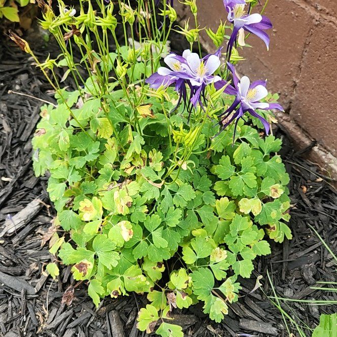 Photo of the plant species Colorado Blue Columbine by @GreatKanna14 named Treeyoncé on Greg, the plant care app