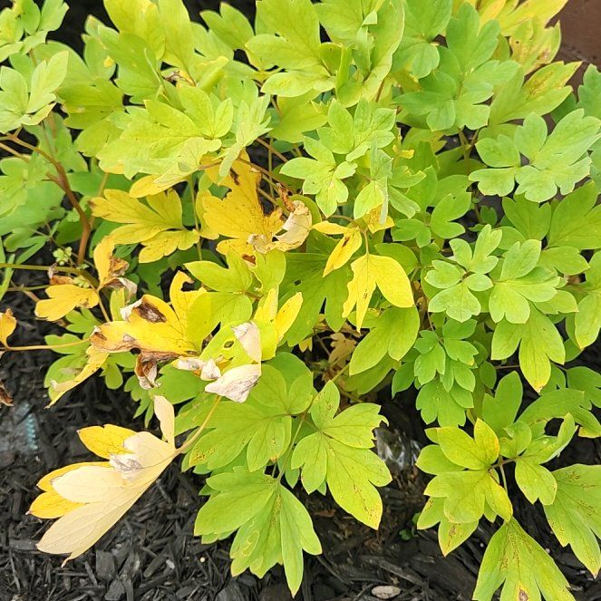 Photo of the plant species Asian Bleeding-Heart by @GreatKanna14 named Taylor Swift on Greg, the plant care app