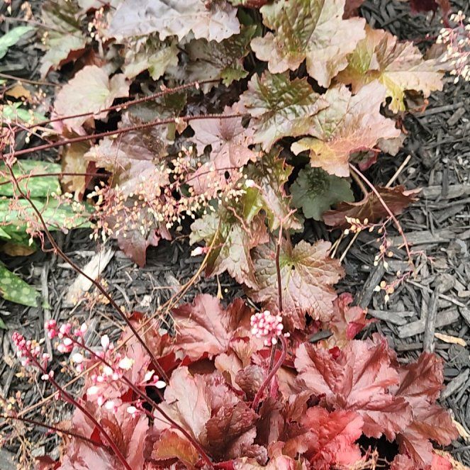 Photo of the plant species Coral Bells by @GreatKanna14 named Duke on Greg, the plant care app