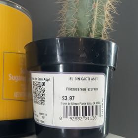 Photo of the plant species Pilosocereus azureus by @YesGreen72 named Madonna on Greg, the plant care app