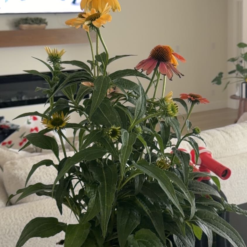 Photo of the plant species Purple Coneflower by @WarmBuroak24 named Marilyn on Greg, the plant care app
