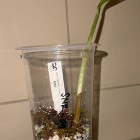 Photo of the plant species Titan arum by @FitOrchids64 named Scarlett on Greg, the plant care app