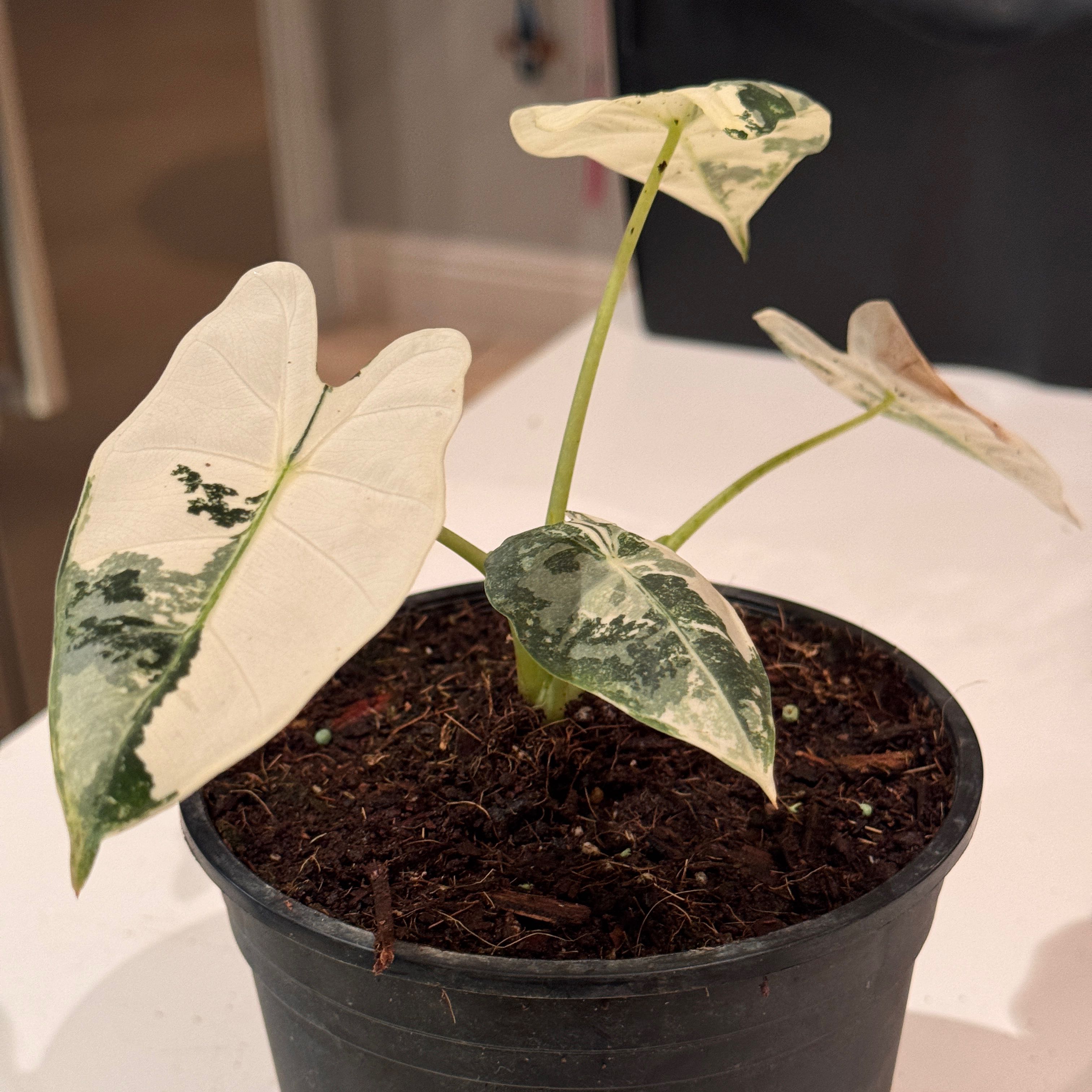 Photo of the plant species Variegated Alocasia by @FitOrchids64 named Albino alocasia on Greg, the plant care app