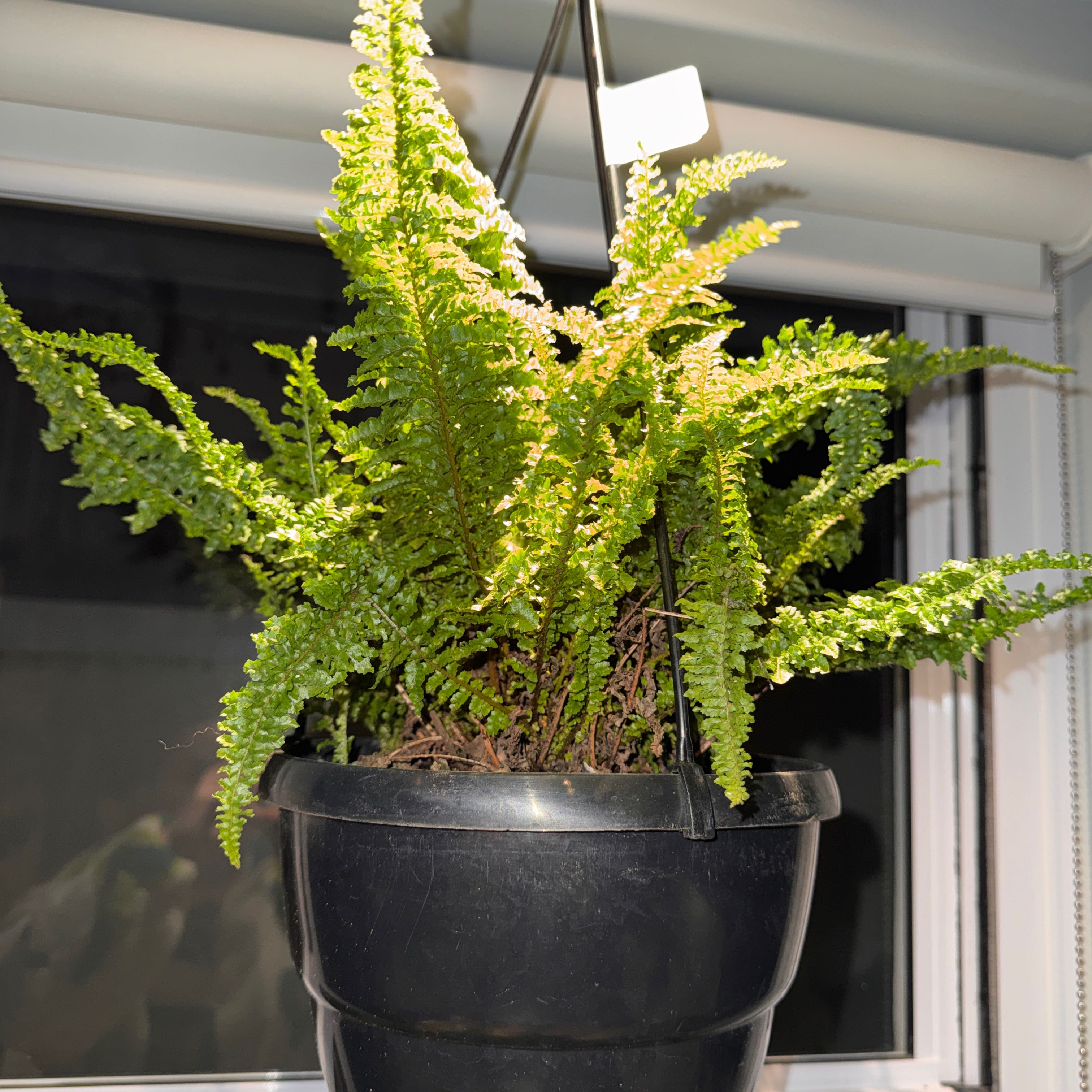 Photo of the plant species Fluffy Ruffles Fern by @FitOrchids64 named Fluffy fern on Greg, the plant care app