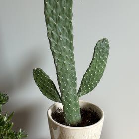 Photo of the plant species Woolyjoint Prickly Pear by @HoorayAraceae49 named Beyonce on Greg, the plant care app