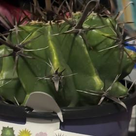 Photo of the plant species Giant Barrel Cactus by @TopPixiecap89 named Stella on Greg, the plant care app