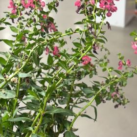 Photo of the plant species Angelonia 'Angelface Perfectly Pink' by @RealIvy18 named Mollie on Greg, the plant care app
