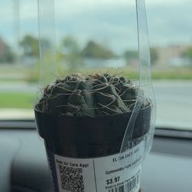 Photo of the plant species Miniature Barrel Cactus by @NewMuntingia68 named Katrina on Greg, the plant care app