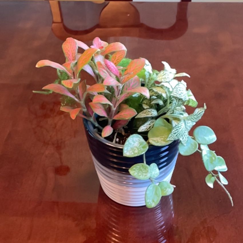 Photo of the plant species Asian Jasmine by @SirHoyalisa14 named Spike Leaves on Greg, the plant care app