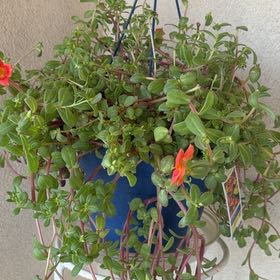 Photo of the plant species Wingpod Purslane by @WizardSucc named Kendall on Greg, the plant care app