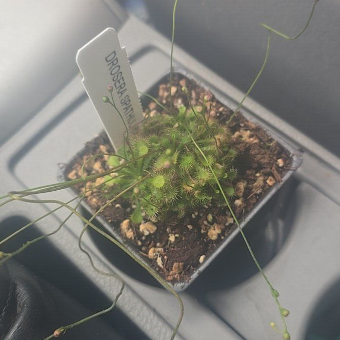 Photo of the plant species Spoon-Leaved Sundew by @NicePrincetut4 named Coco on Greg, the plant care app