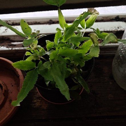 Photo of the plant species Ribbon Fern by @NicePrincetut4 named Demi on Greg, the plant care app